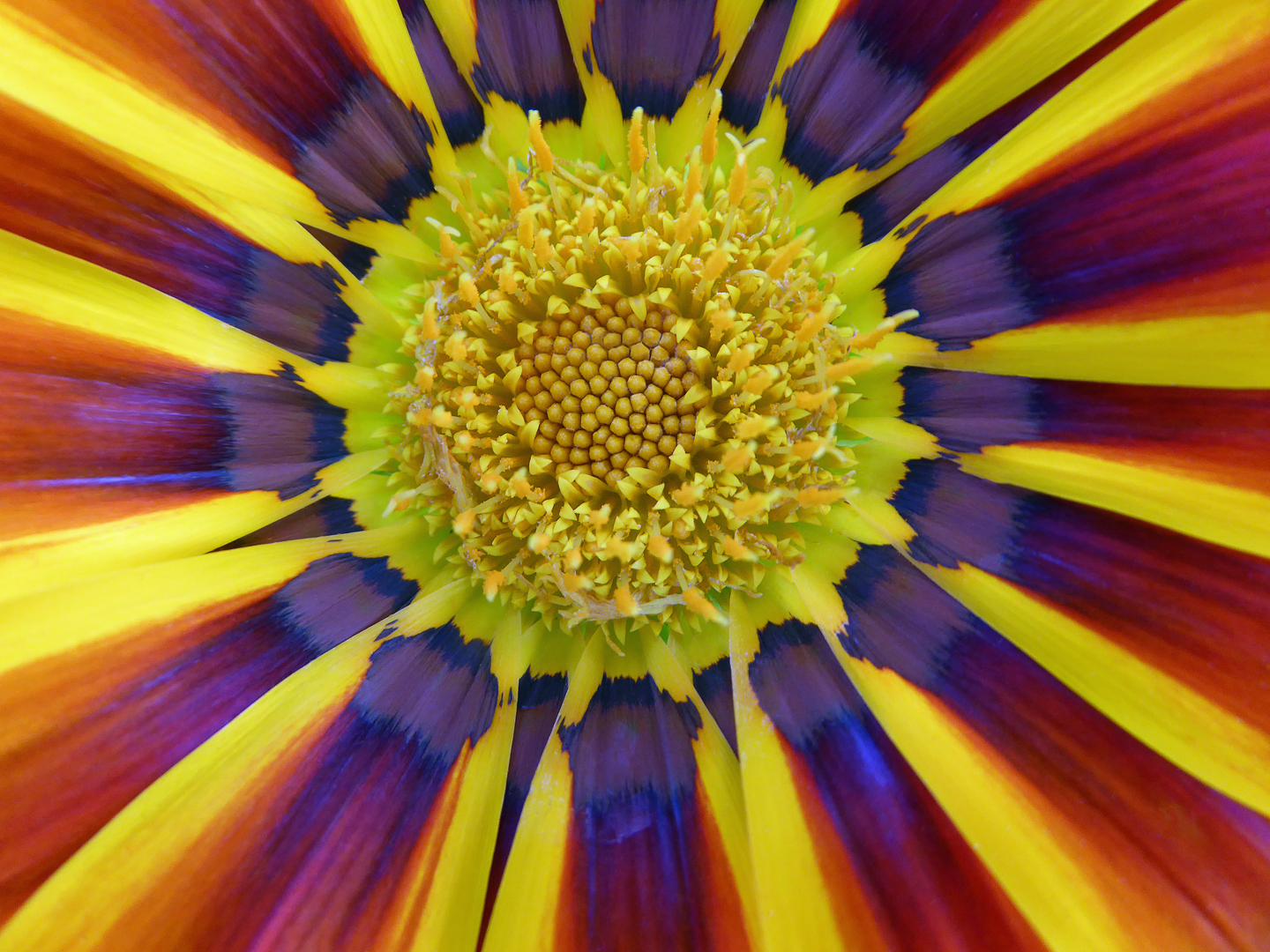 D21st A beautiful corolla of colour From a Gazania flowerLionel